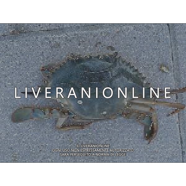 Il granchio reale blu, o granchio azzurro e\' un crostaceo considerato una della specie aliene piu\' invasive nel Mediterraneo. Rimini Novembre 2023 © AGENZIA ALDO LIVERANI SAS