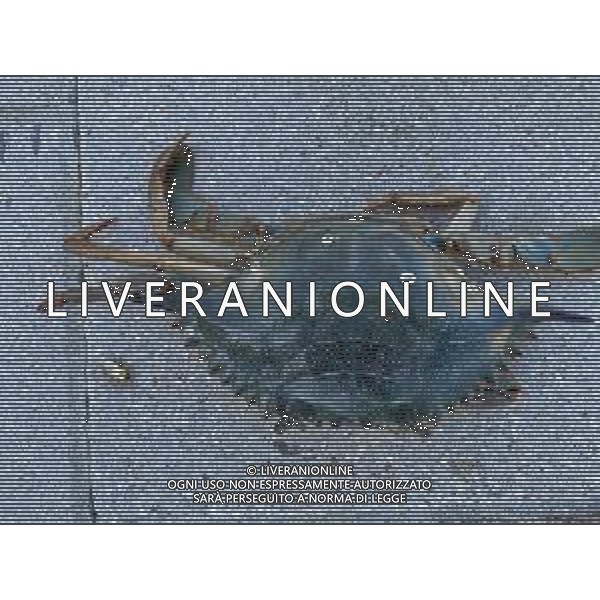 Il granchio reale blu, o granchio azzurro e\' un crostaceo considerato una della specie aliene piu\' invasive nel Mediterraneo. Rimini Novembre 2023 © AGENZIA ALDO LIVERANI SAS