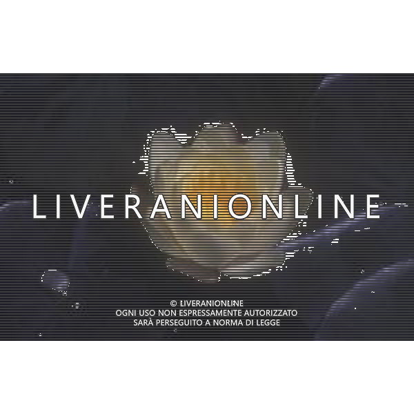 DIAP-NINFEE AG ALDO LIVERANI SAS 