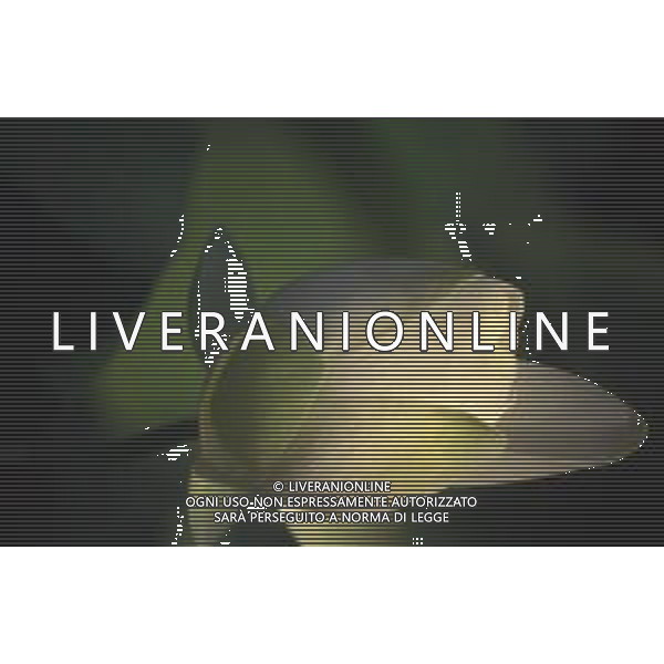 DIAP-NINFEE AG ALDO LIVERANI SAS 