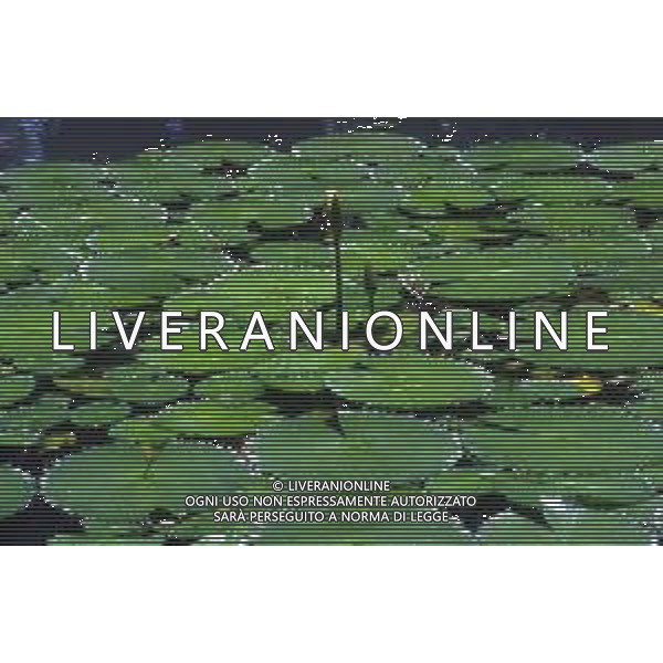DIAP-NINFEE AG ALDO LIVERANI SAS 