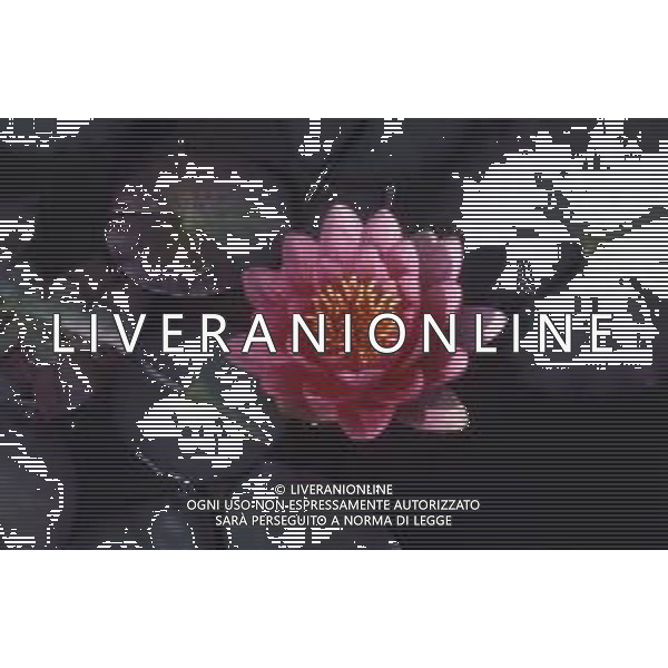 DIAP-NINFEE AG ALDO LIVERANI SAS 