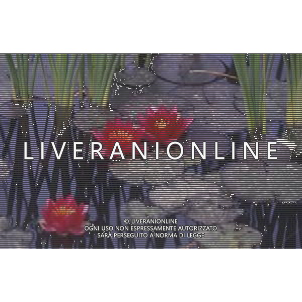 DIAP-NINFEE AG ALDO LIVERANI SAS 