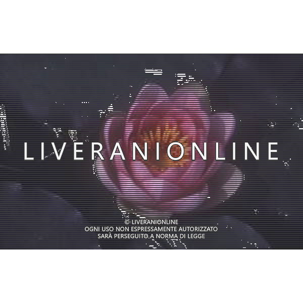 DIAP-NINFEE AG ALDO LIVERANI SAS 