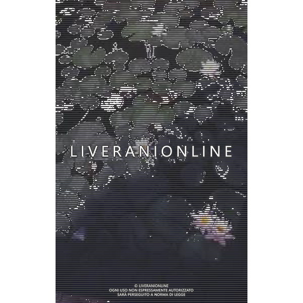 DIAP-NINFEE AG ALDO LIVERANI SAS 