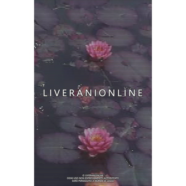 DIAP-NINFEE AG ALDO LIVERANI SAS 