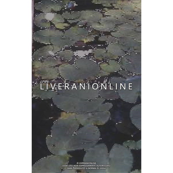 DIAP-NINFEE AG ALDO LIVERANI SAS 