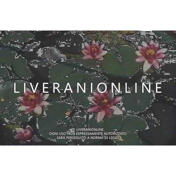DIAP-NINFEE AG ALDO LIVERANI SAS 