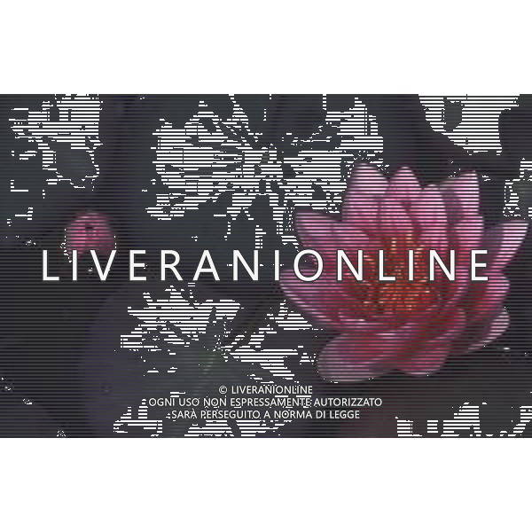 DIAP-NINFEE AG ALDO LIVERANI SAS