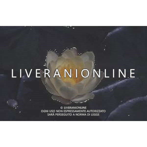 DIAP-NINFEE AG ALDO LIVERANI SAS