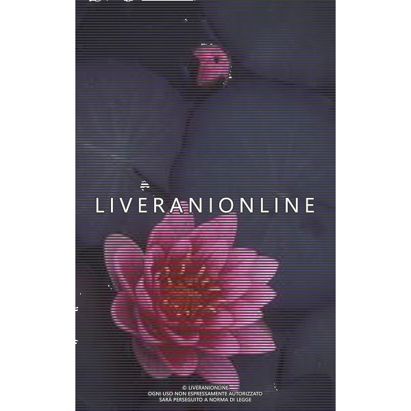 DIAP-NINFEE AG ALDO LIVERANI SAS