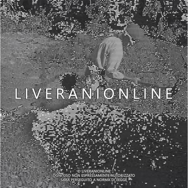 NEG-1952 MONTELEPRE I CIMITERO DOVE E\' SEPPELLITO IL BANDITO GIULIANO FOTO SANDRO VESPASIANI-AG GIOVANNI LIVERANI- AG ALDO LIVERANI SAS