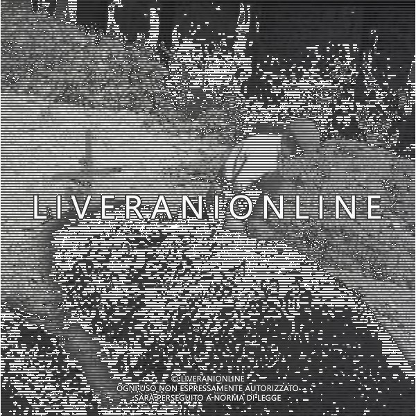 NEG-1952 MONTELEPRE I CIMITERO DOVE E\' SEPPELLITO IL BANDITO GIULIANO FOTO SANDRO VESPASIANI-AG GIOVANNI LIVERANI- AG ALDO LIVERANI SAS