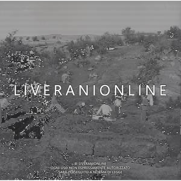 NEG-1955 CIVITELLA DI CESI SCAVI E RICERCHE CIVILTA\' ETRUSCHE NELLA FOTO IL RE GUSTAVO DI SVEZIA PARTECIPA ALLE RICERCHE DELLA CIVILTA ETRUSCA NEL PAESE DI CIVITELLA DI CESI ANNO 1955 FOTO SANDRO VESPASIANI-AG ALDO LIVERANI SAS
