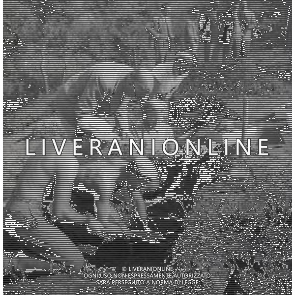 NEG-1955 CIVITELLA DI CESI SCAVI E RICERCHE CIVILTA\' ETRUSCHE NELLA FOTO IL RE GUSTAVO DI SVEZIA PARTECIPA ALLE RICERCHE DELLA CIVILTA ETRUSCA NEL PAESE DI CIVITELLA DI CESI ANNO 1955 FOTO SANDRO VESPASIANI-AG ALDO LIVERANI SAS