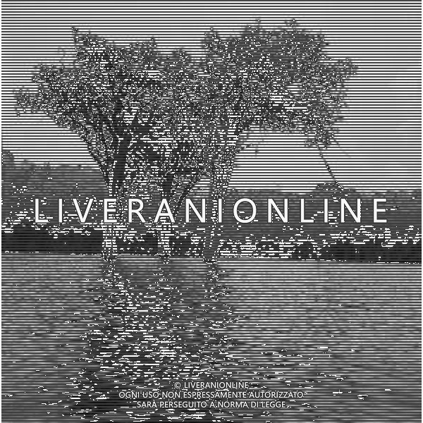 NEG-1950 BRASILE MANAUS AG ALDO LIVERANI SAS