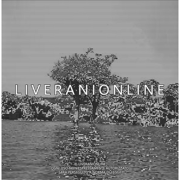 NEG-1950 BRASILE MANAUS AG ALDO LIVERANI SAS