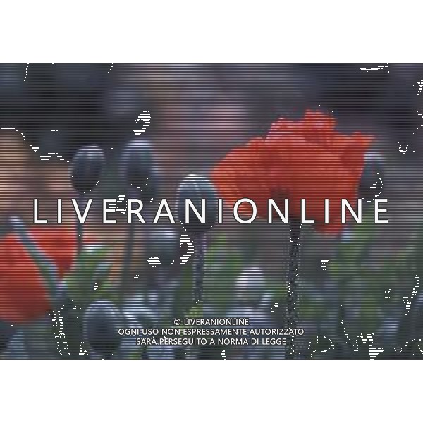 DIAP-PAPAVERI NELLA FOTO PAPAVERI AG ALDO LIVERANI SAS