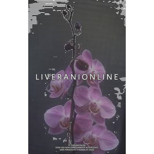DIAP-ORCHIDEE AG ALDO LIVERANI SAS