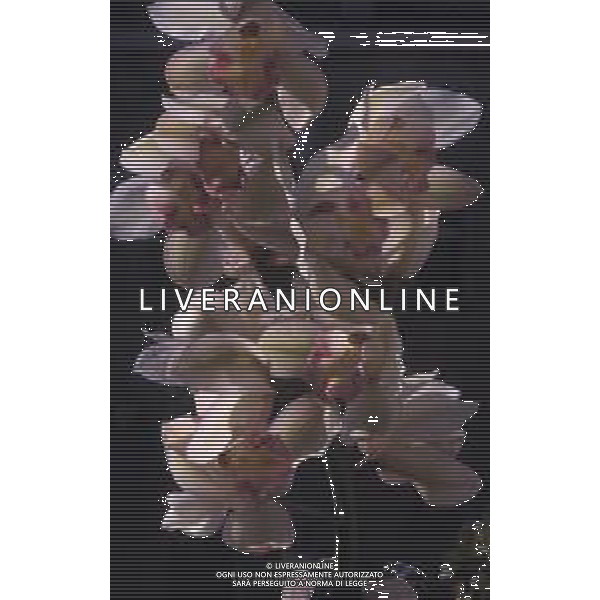 DIAP-ORCHIDEE AG ALDO LIVERANI SAS