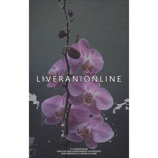DIAP-ORCHIDEE AG ALDO LIVERANI SAS