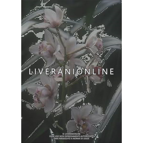 DIAP-ORCHIDEE AG ALDO LIVERANI SAS