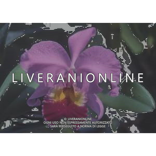 DIAP-ORCHIDEE AG ALDO LIVERANI SAS