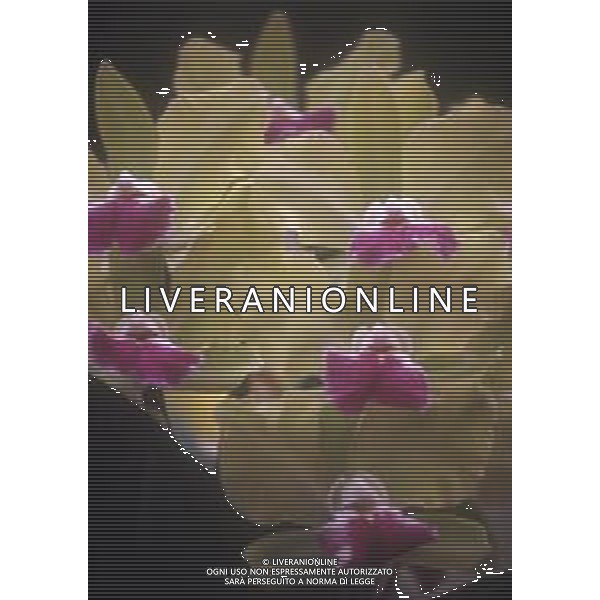 DIAP-ORCHIDEE AG ALDO LIVERANI SAS