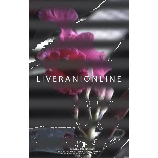 DIAP-ORCHIDEE AG ALDO LIVERANI SAS