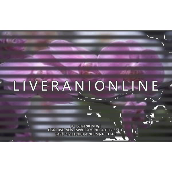 DIAP-ORCHIDEE AG ALDO LIVERANI SAS