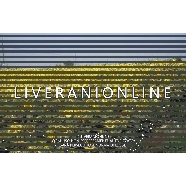 DIAP-GIRASOLI AG ALDO LIVERANI SAS