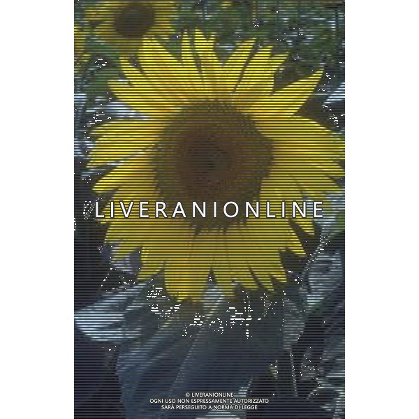 DIAP-GIRASOLI AG ALDO LIVERANI SAS