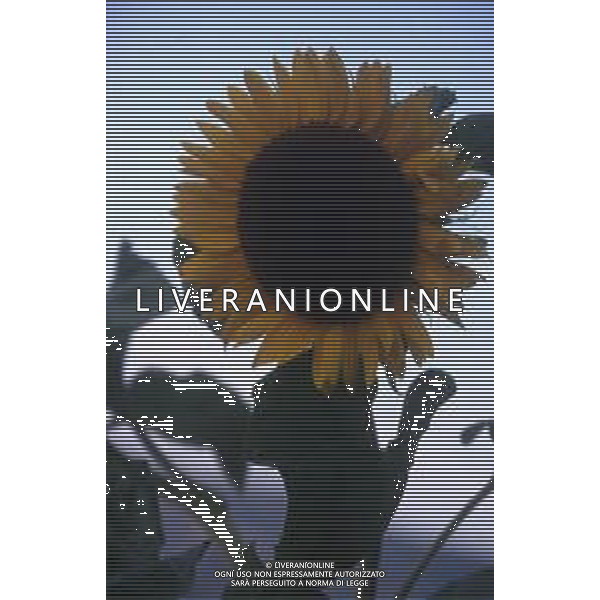 DIAP-GIRASOLI AG ALDO LIVERANI SAS