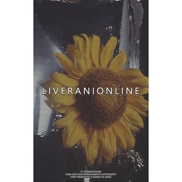 DIAP-GIRASOLI AG ALDO LIVERANI SAS