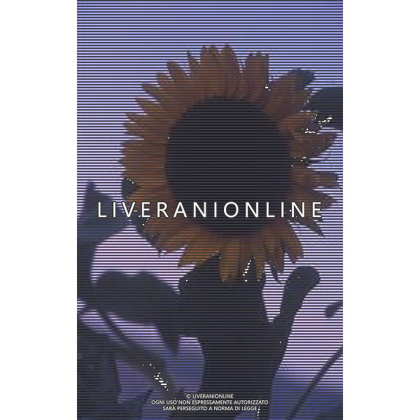 DIAP-GIRASOLI AG ALDO LIVERANI SAS