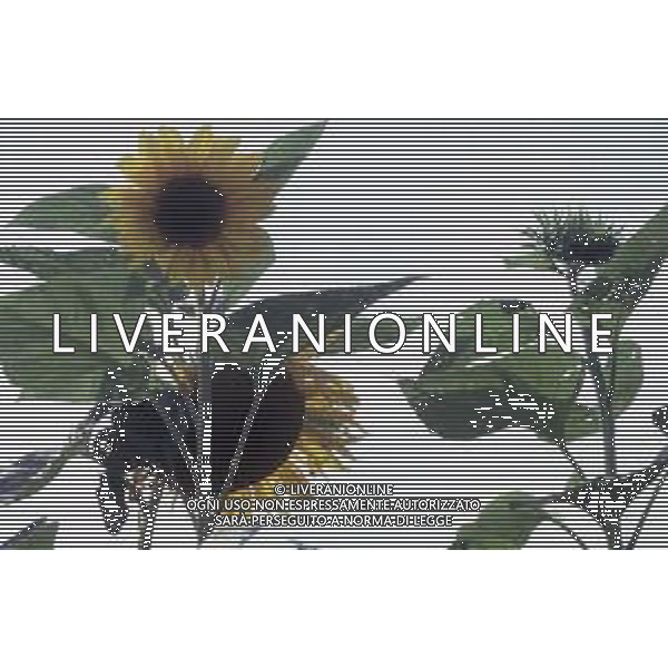 DIAP-GIRASOLI AG ALDO LIVERANI SAS