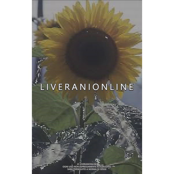 DIAP-GIRASOLI AG ALDO LIVERANI SAS