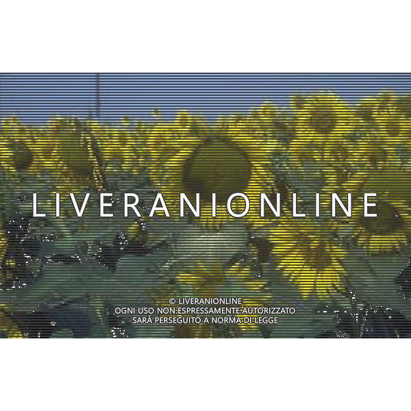 DIAP-GIRASOLI AG ALDO LIVERANI SAS