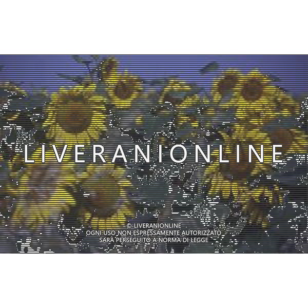 DIAP-GIRASOLI AG ALDO LIVERANI SAS