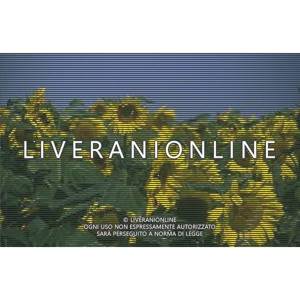 DIAP-GIRASOLI AG ALDO LIVERANI SAS