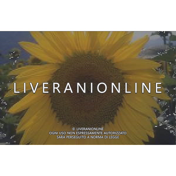 DIAP-GIRASOLI AG ALDO LIVERANI SAS