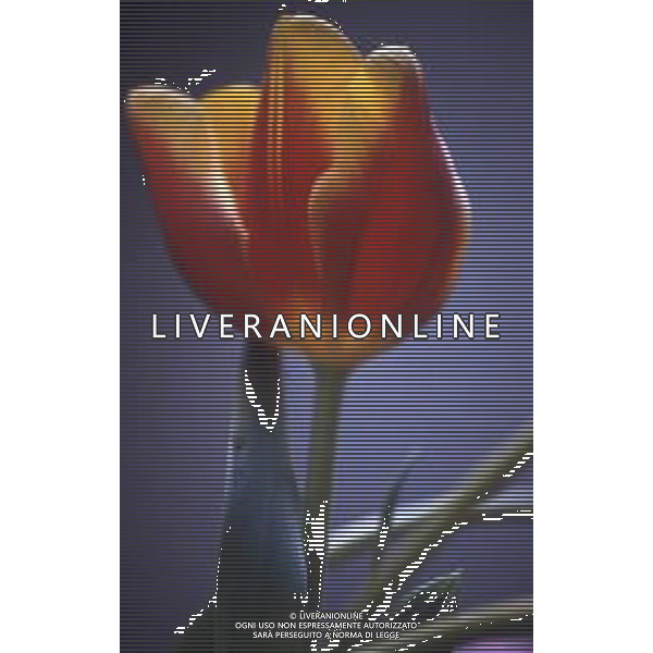 DIAP-FIORI-TULIPANI NELLA FOTO TULIPANI AG ALDO LIVERANI SAS