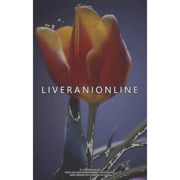 DIAP-FIORI-TULIPANI NELLA FOTO TULIPANI AG ALDO LIVERANI SAS