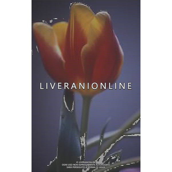 DIAP-FIORI-TULIPANI NELLA FOTO TULIPANI AG ALDO LIVERANI SAS 