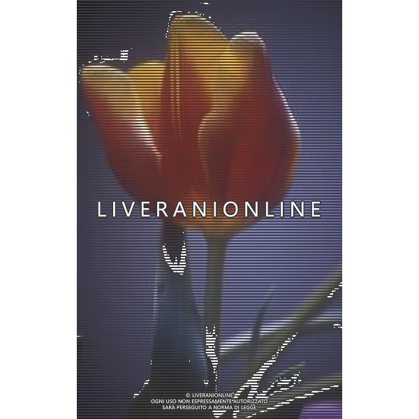 DIAP-FIORI-TULIPANI NELLA FOTO TULIPANI AG ALDO LIVERANI SAS 