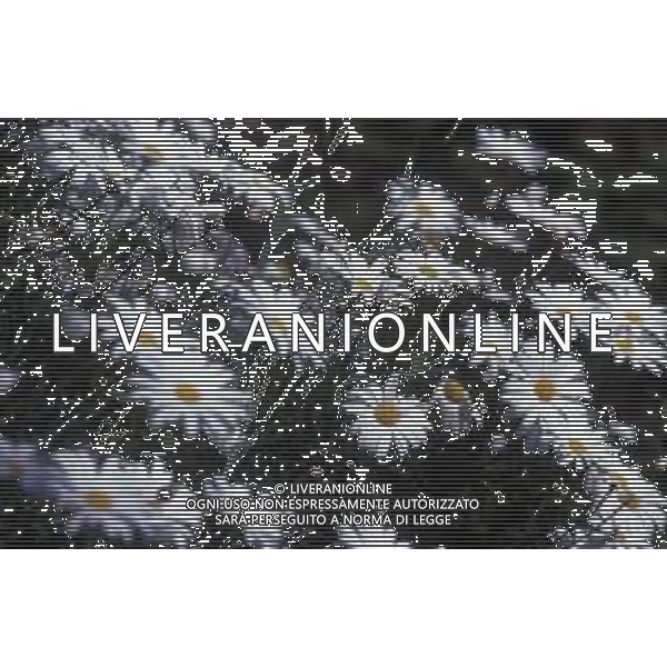 DIAP-FIORI-MARGHERITE AG ALDO LIVERANI SAS