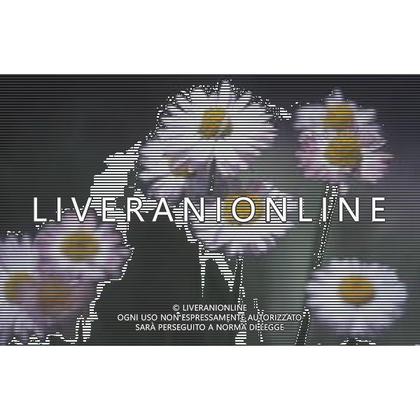 DIAP-FIORI-MARGHERITE AG ALDO LIVERANI SAS
