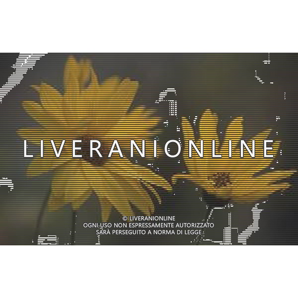 DIAP-FIORI-MARGHERITE AG ALDO LIVERANI SAS