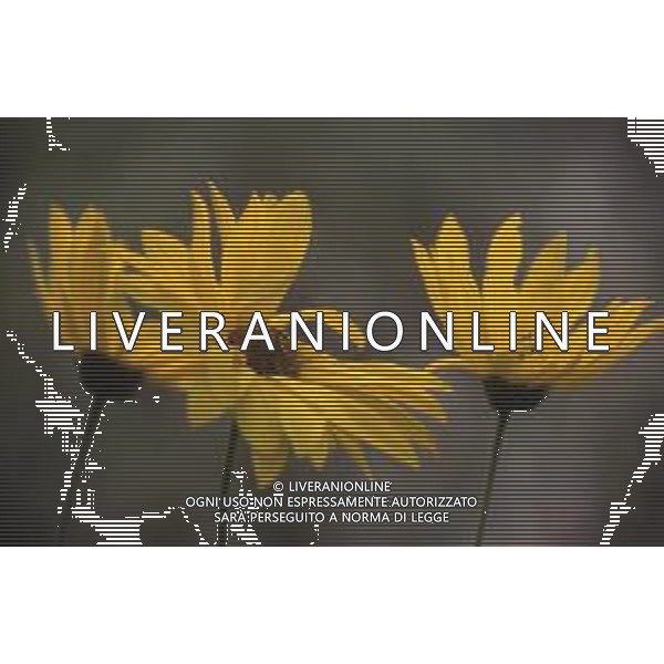 DIAP-FIORI-MARGHERITE AG ALDO LIVERANI SAS