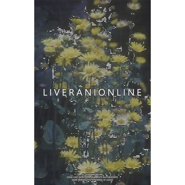 DIAP-FIORI-MARGHERITE AG ALDO LIVERANI SAS